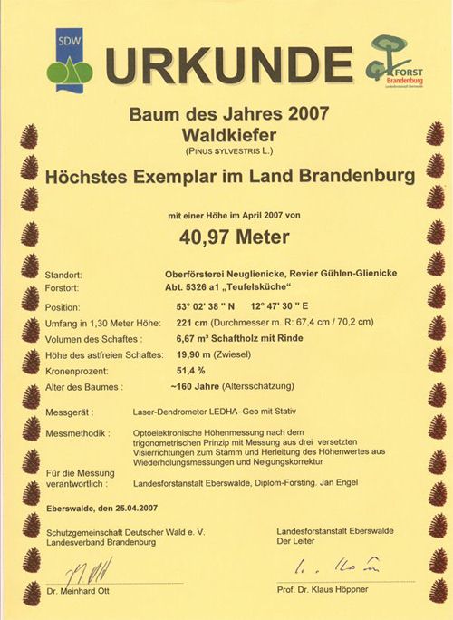Die höchste Kiefer im Land Brandenburg