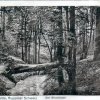 Binenbach 1927