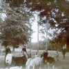 Gühlen Glienicke Buchenplatz 1920