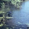 Kunsterspring