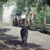 Kunsterspring Schwein Petra oder Susi 1968 2