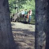 Kunsterspring Schwein Petra oder Susi 1968 3