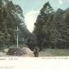 Tornowsee Der große Stern 1904